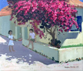 Bougainvillaea, Zante, 1999